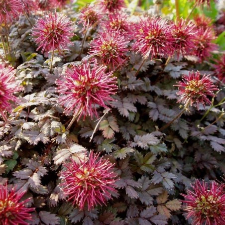 Acaena Microphylla Kupferteppich - Cuivré