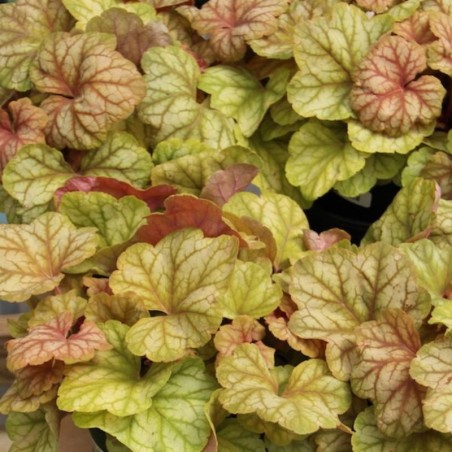 Heuchera Champagne® - Blanc
