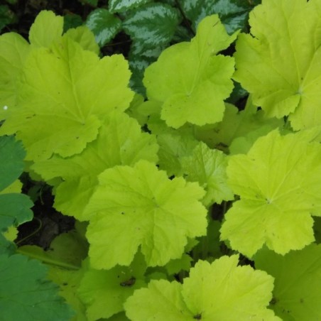 Heuchera Citronelle® - Crème