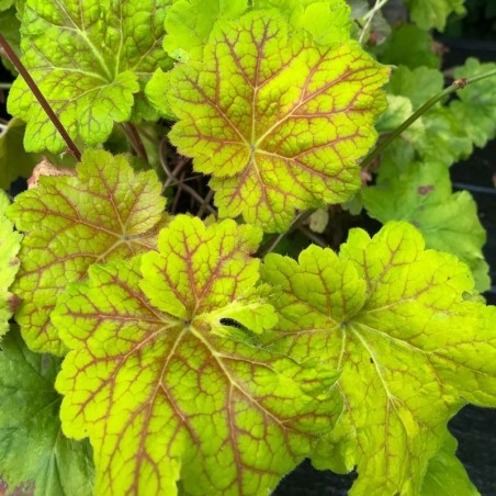 Heuchera Electra® - Blanc