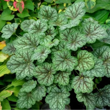 Heuchera Green Spice® - Rose