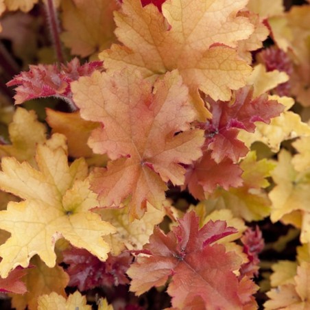 Heuchera Marmelade® - Blanc