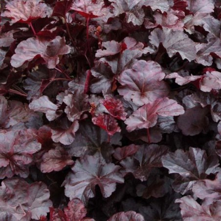 Heuchera Obsidian® - Blanc