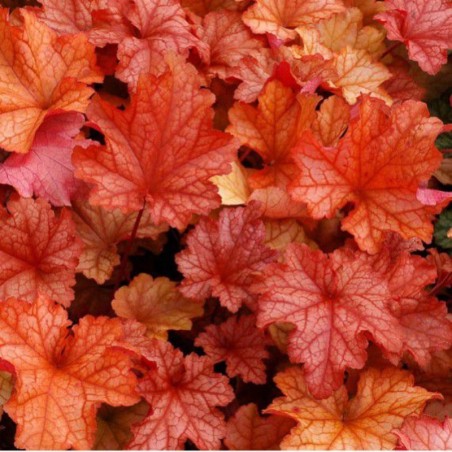 Heuchera Paprika® - Blanc