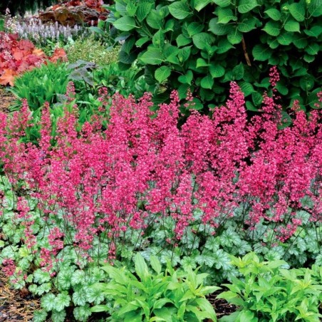 Heuchera Paris® - Rose