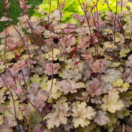 Heuchera Peach Flambé® - Blanc