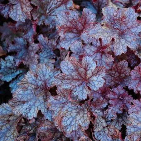 Heuchera Plum Pudding® - Rose