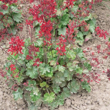 Heuchera Sanguinea Leuchtkäfer - Rouge