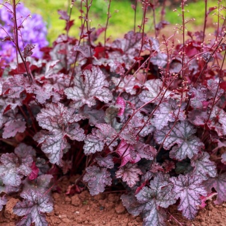 Heuchera Shangai - Feuill Pourpre Veine