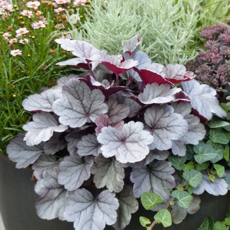 Heuchera Silver Gumdrop - Feuill Pourpre Flo Rouge