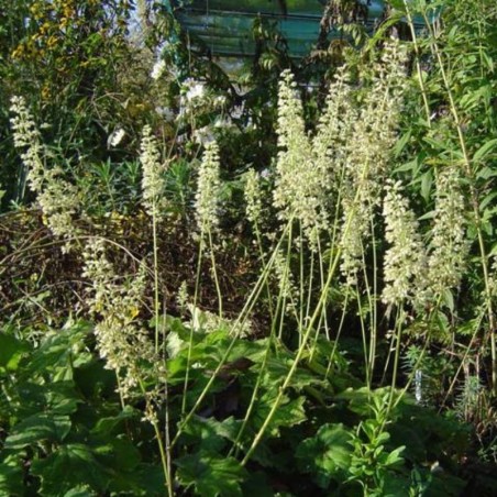 Heuchera Villosa Autumn Bride - Blanc