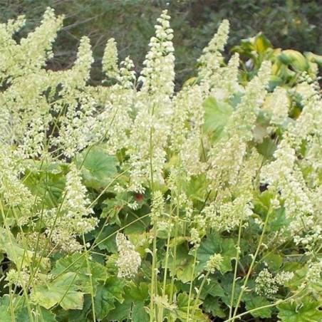 Heuchera Villosa Chantilly® - Blanc