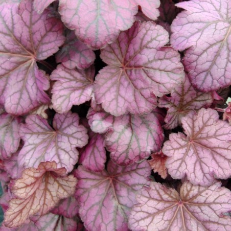 Heuchera Wild Rose - Rose
