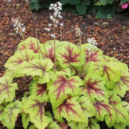 Heucherella Stoplight®