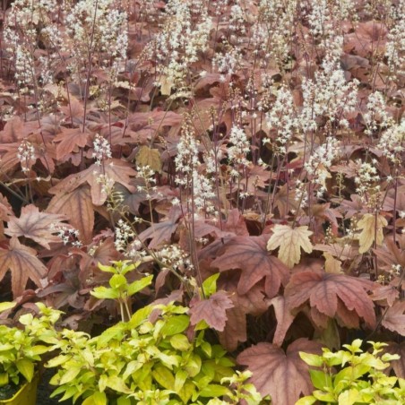 Heucherella Sweet Tea® - Blanc
