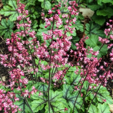 Heucherella Tapestry®
