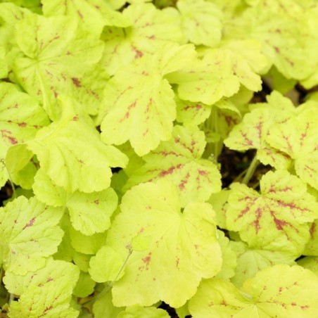 Heucherella Yellowstone Falls - Blanc