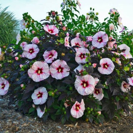 Hibiscus Moscheutos Luna Pink Swirl - Rose