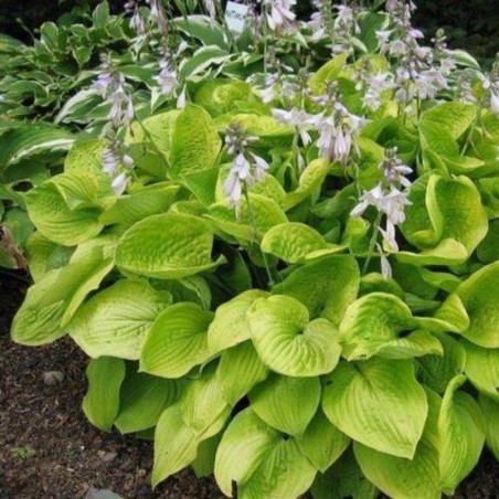 Hosta August Moon - Mauve