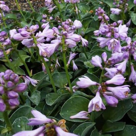 Hosta Blue Mouse Ears - Lavande