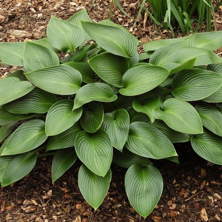 Hosta Devon Green - Mauve