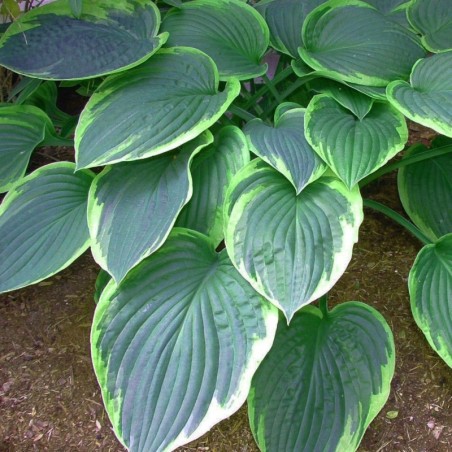 Hosta El Nino - Feuill Bleute Bord Blanc