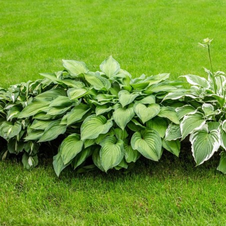 Hosta Fortunei Albopicta - Mauve