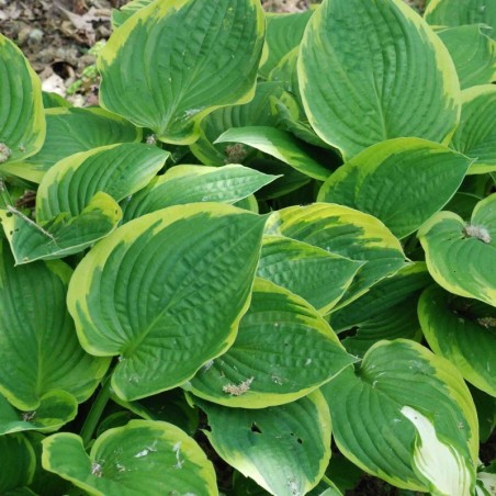 Hosta Fortunei Aureomarginata - Mauve