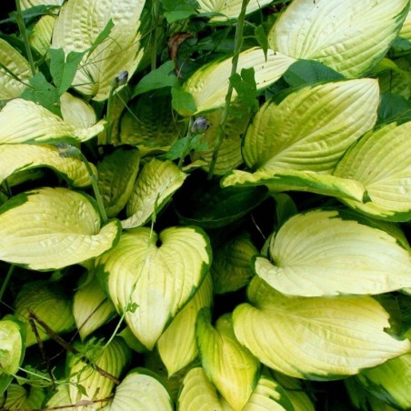 Hosta Gold Standard - Mauve