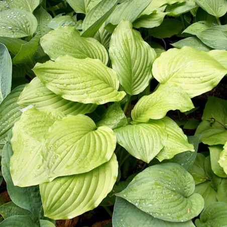 Hosta Honey Bells - Blanc