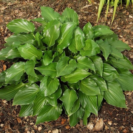Hosta Invincible - Feuill Vert