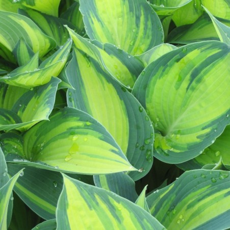 Hosta June - Mauve