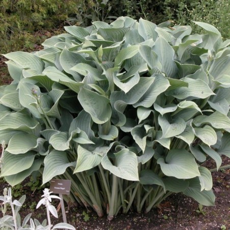 Hosta Krossa Regal