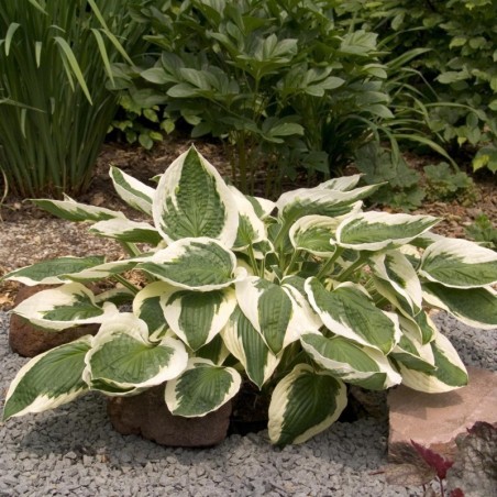 Hosta Patriot - Bleu