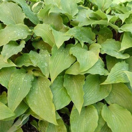 Hosta Red October - Blanc