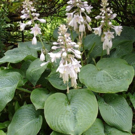 Hosta Sieboldiana Elegans - Blanc