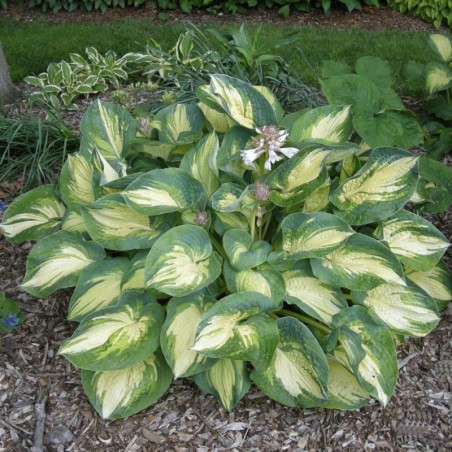 Hosta Sieboldiana Great Expectations - Blanc