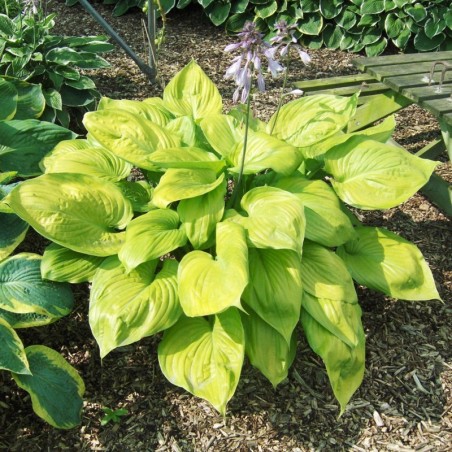 Hosta Sum And Substance - Mauve