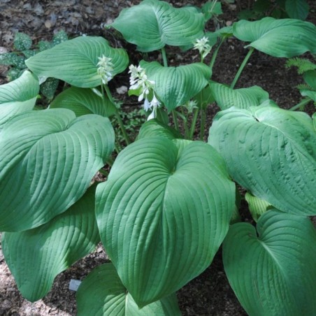 Hosta T.Rex