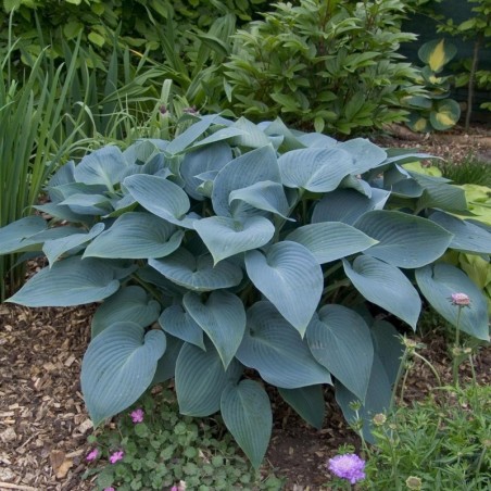 Hosta Tardiana Halcyon - Lavande