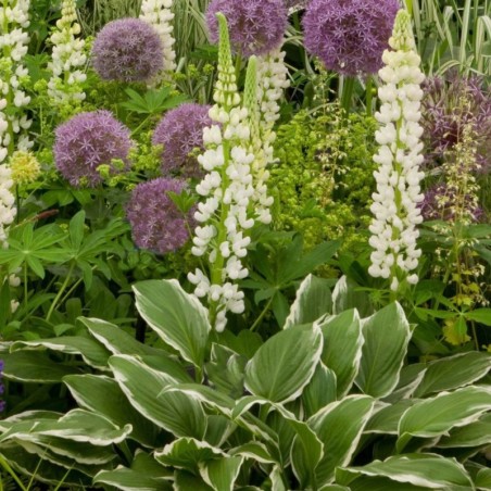 Hosta Undulata Albomarginata - Blanc Rosé