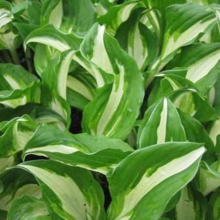 Hosta Undulata Mediovariegata - Mauve
