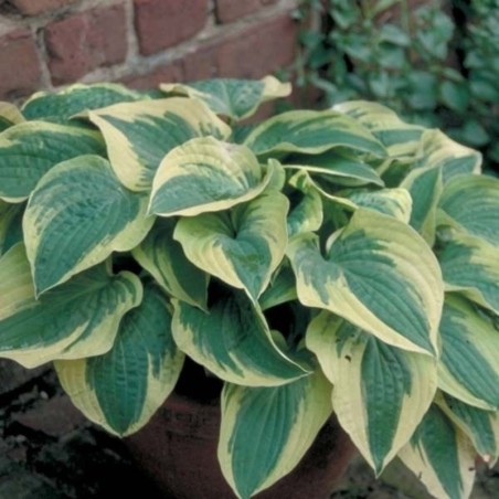 Hosta Wide Brim - Mauve