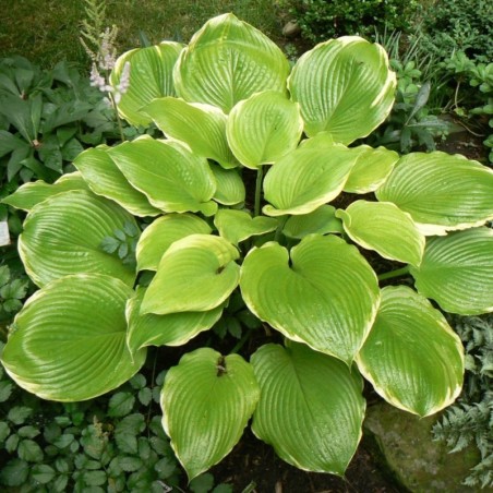 Hosta Winter Snow - Feuill Vert Bord Blanc