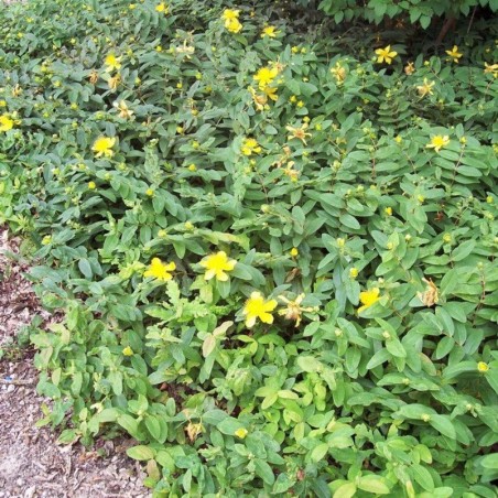 Hypericum Calycinum - Jaune