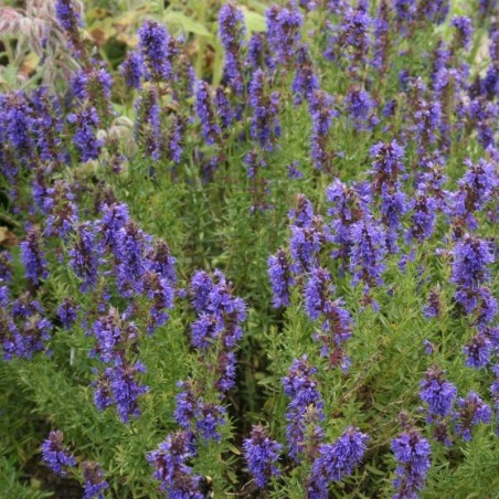 Hyssopus Officinalis - Bleu Violet