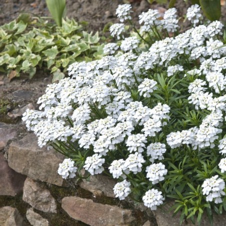 Iberis Sempervirens Snowflake - Blanc