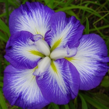 Iris Ensata Kaempferi Gusto - Violet / Jaune