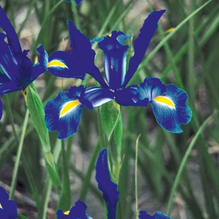 Iris Hollandica Telstar - Bleu / Jaune