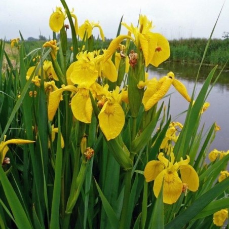 Iris Pseudacorus - Jaune
